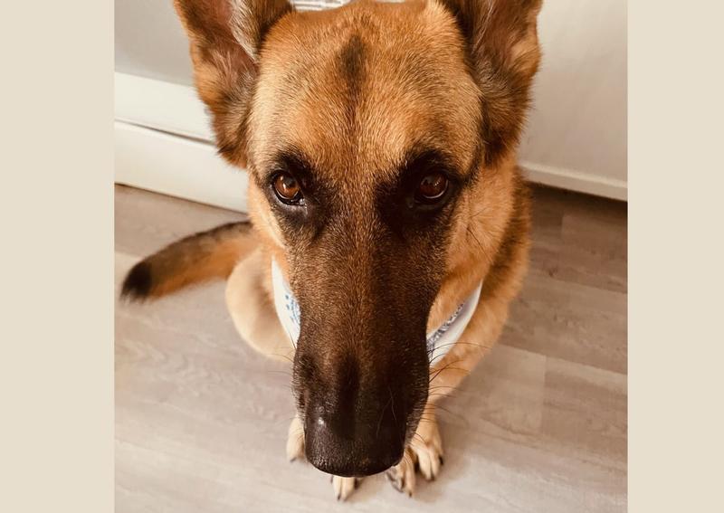Handsome German Shepherd Dog